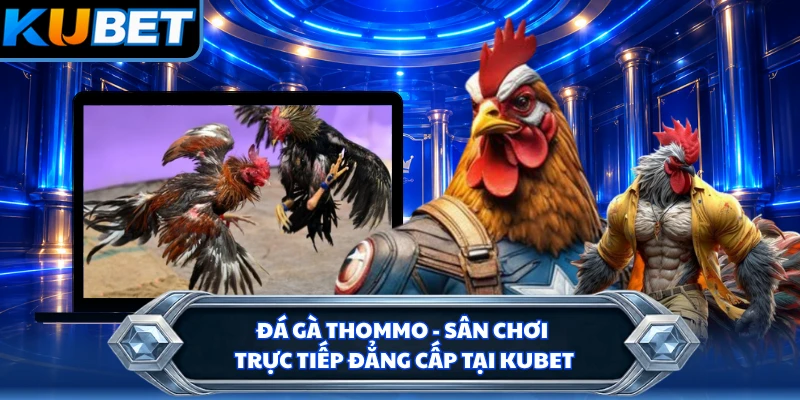 Đá Gà Thommo - Sân Chơi Trực Tiếp Đẳng Cấp Tại KUBET